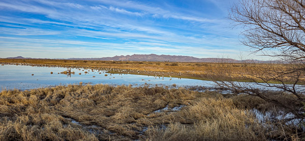 Whitewater Draw Wildlife Area